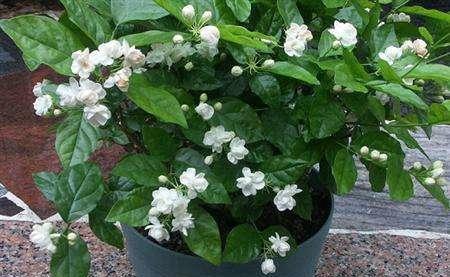 鸡蛋清浇花的正确方法是什么？会对植物生长产生什么影响？