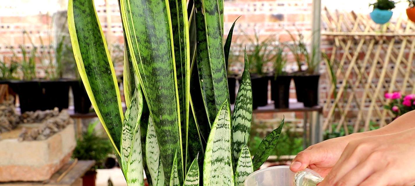 鸡蛋清浇花的正确方法是什么？会对植物生长产生什么影响？