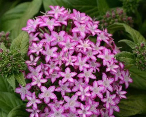 花语告诉你喜欢的花（探索花语世界）