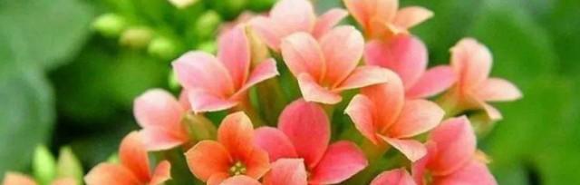 花语告诉你喜欢的花（探索花语世界）