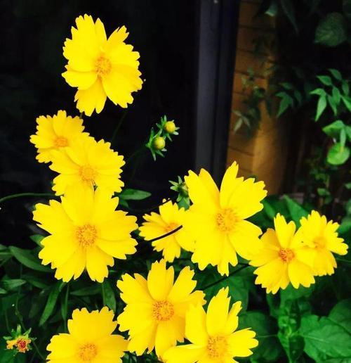 金鸡菊摘心打顶的最佳时间是什么时候？具体操作步骤有哪些？