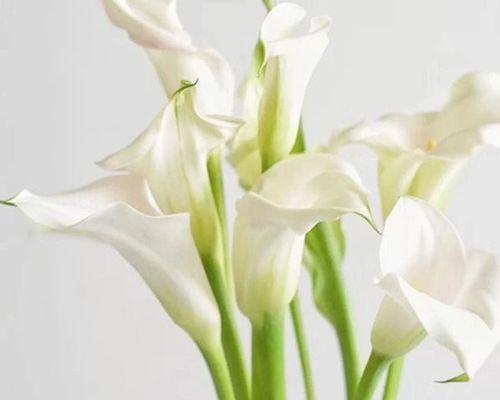 马蹄莲（马蹄莲的寓意及其重要性）