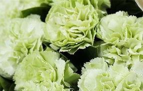 康乃馨的花语与寓意(纯洁和崇高的花朵) 康乃馨的花语与寓意(纯洁和崇高的花朵)