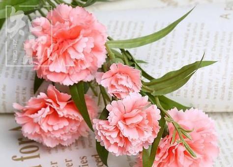 纯洁和崇高的花朵 康乃馨的花语与寓意