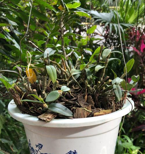 石斛浇水时间怎么掌握？正确浇水方法有哪些？