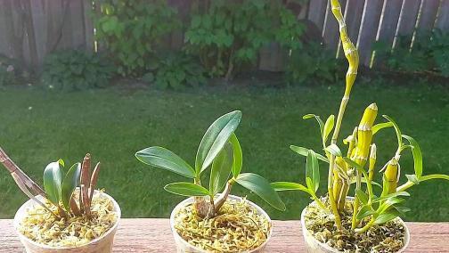 石斛浇水时间怎么掌握？正确浇水方法有哪些？