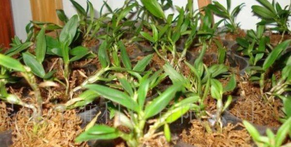 石斛浇水时间怎么掌握？正确浇水方法有哪些？