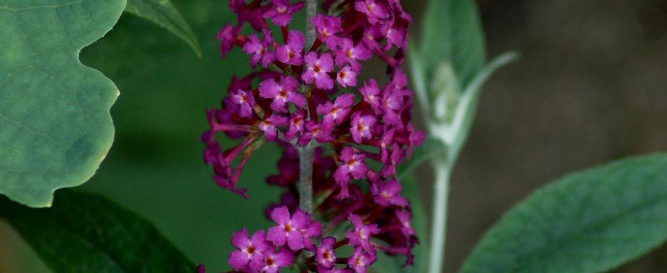 宝石花之美(探索宝石花的花语意义与独特魅力) 宝石花之美(探索宝石花的花语意义与独特魅力)