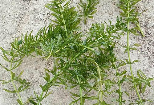 轮藻属于低等植物吗？轮藻的分类和特点是什么？