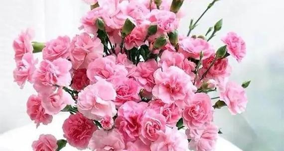 康乃馨花语之色彩绽放(康乃馨花语揭示的情感与祝福) 康乃馨花语之色彩绽放(康乃馨花语揭示的情感与祝福)