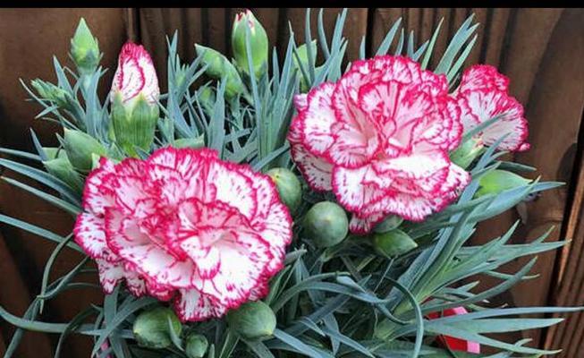 康乃馨花语之色彩绽放(康乃馨花语揭示的情感与祝福) 康乃馨花语之色彩绽放(康乃馨花语揭示的情感与祝福)