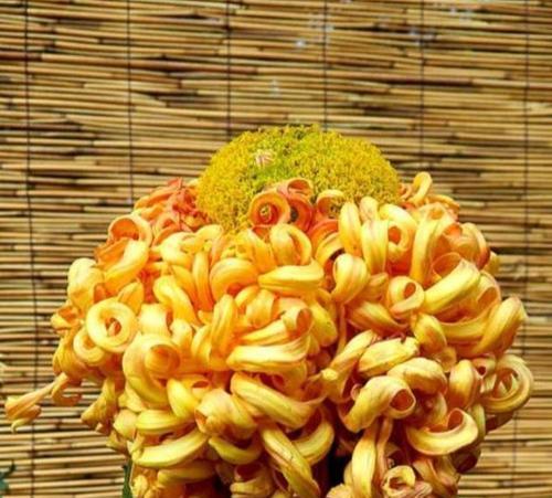 一年之中的菊花花语（不同月份菊花的寓意与表达）