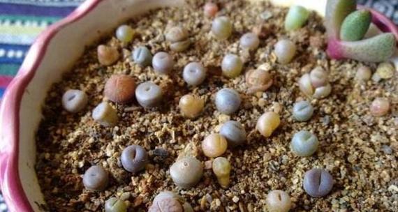 田园土加颗粒适合种植多肉植物吗?如何正确使用? 田园土加颗粒适合种植多肉植物吗?如何正确使用?