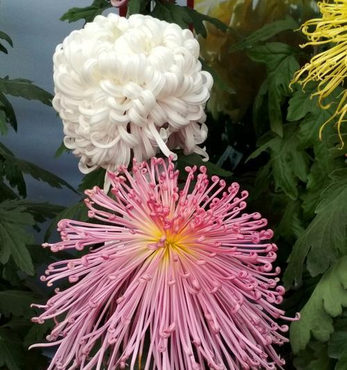 一年之中的菊花花语（不同月份菊花的寓意与表达）