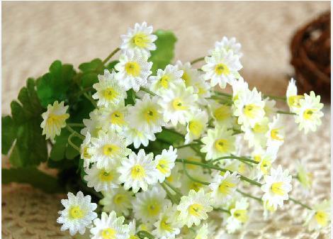 绚丽多彩的雏菊花语和寓意(以各种颜色雏菊为载体)