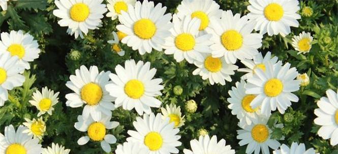 绚丽多彩的雏菊花语和寓意（以各种颜色雏菊为载体）