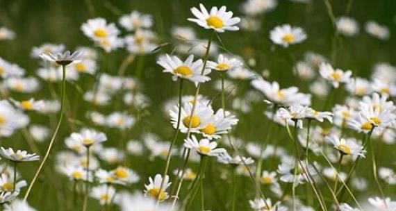 绚丽多彩的雏菊花语和寓意（以各种颜色雏菊为载体）