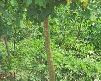 黄花槐修剪方法是什么？如何正确修剪黄花槐？