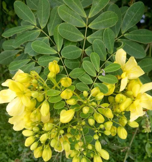 黄花槐修剪方法是什么？如何正确修剪黄花槐？