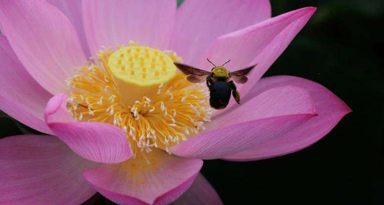 荷花（揭秘荷花的花语及其象征意义）
