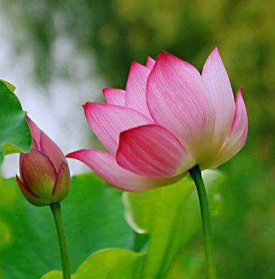 荷花（揭秘荷花的花语及其象征意义）