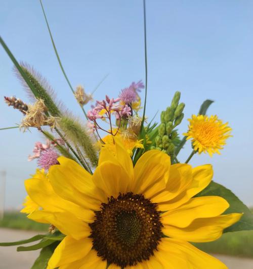 积极向上的植物（以代表积极向上的植物探索自我成长之道）