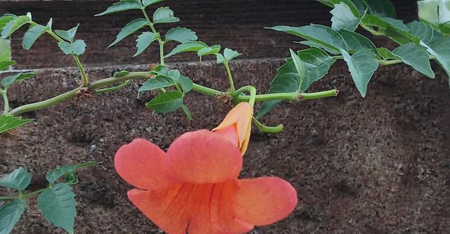 积极向上的植物（以代表积极向上的植物探索自我成长之道）