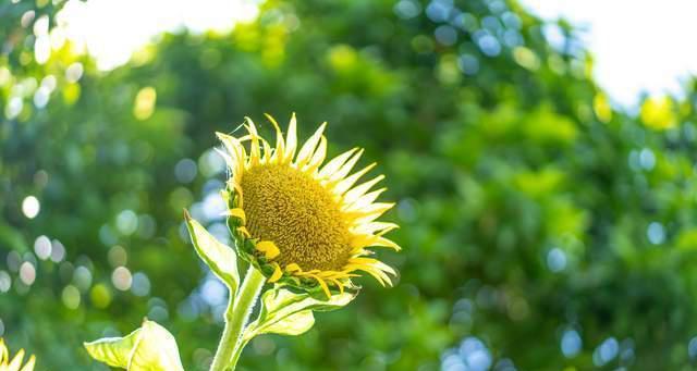 积极向上的植物（以代表积极向上的植物探索自我成长之道）