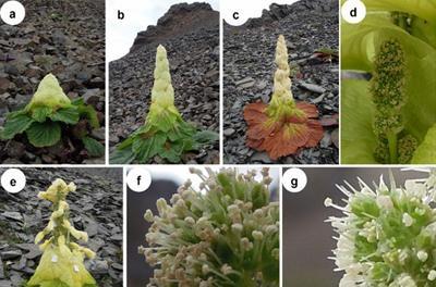 塔黄属于哪个植物类别?它的特点和用途是什么? 塔黄属于哪个植物类别?它的特点和用途是什么?