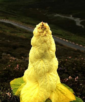 塔黄属于哪个植物类别?它的特点和用途是什么? 塔黄属于哪个植物类别?它的特点和用途是什么?