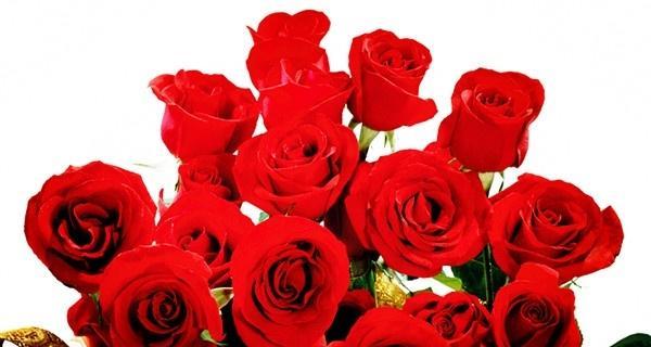 玫瑰花的寓意与象征——浪漫、爱情和关怀(几朵玫瑰花所传递的深意) 玫瑰花的寓意与象征——浪漫、爱情和关怀(几朵玫瑰花所传递的深意)