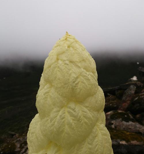 塔黄属于哪个植物类别?它的特点和用途是什么? 塔黄属于哪个植物类别?它的特点和用途是什么?