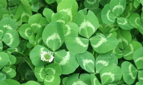 四叶草的寓意与象征意义(探寻四叶草的好运秘密) 四叶草的寓意与象征意义(探寻四叶草的好运秘密)