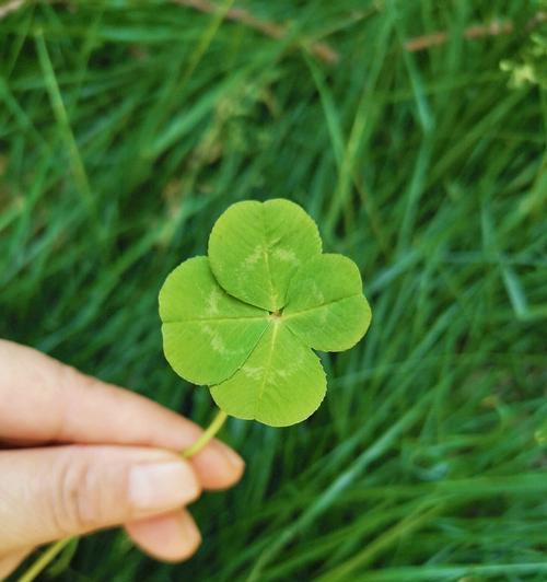 四叶草的寓意与象征意义（探寻四叶草的好运秘密）