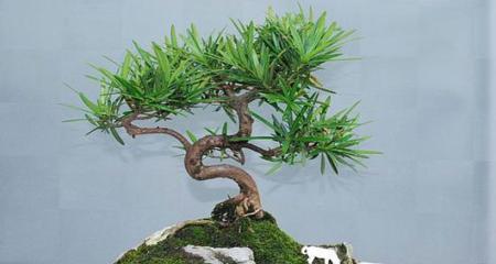 阿司匹林浇罗汉松可行吗？使用方法和注意事项是什么？