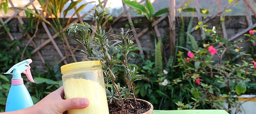 阿司匹林浇罗汉松可行吗？使用方法和注意事项是什么？