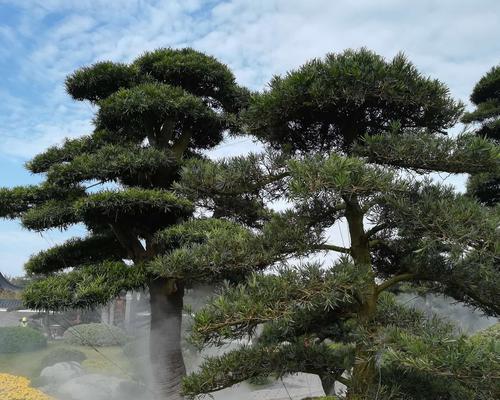 阿司匹林浇罗汉松可行吗？使用方法和注意事项是什么？