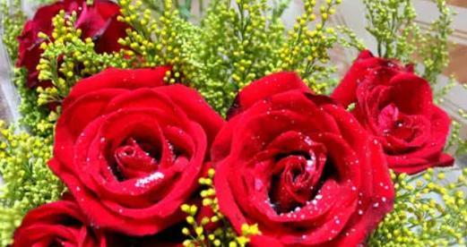 玫瑰的象征意义——爱情、美丽与激情（探寻玫瑰的情感内涵与文化传承）