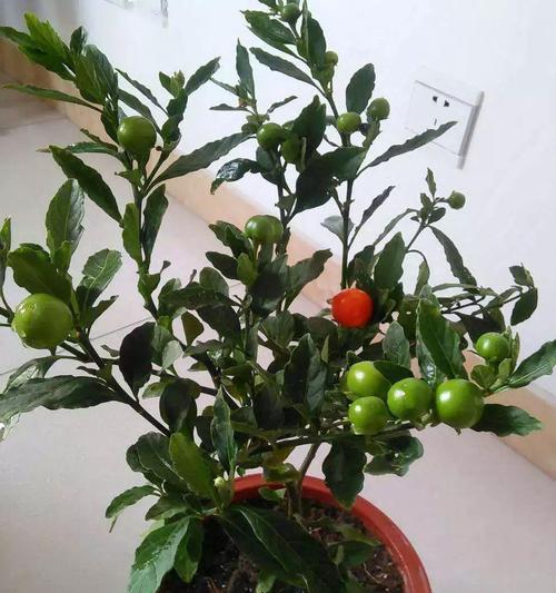 车厘子盆栽可行吗？盆栽车厘子的正确方法是什么？