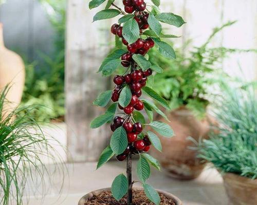 车厘子盆栽可行吗？盆栽车厘子的正确方法是什么？