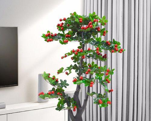 车厘子盆栽可行吗？盆栽车厘子的正确方法是什么？