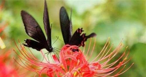 彼岸花花语(探寻彼岸花的传说与象征) 彼岸花花语(探寻彼岸花的传说与象征)