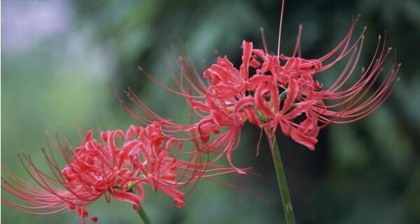 彼岸花花语(探寻彼岸花的传说与象征) 彼岸花花语(探寻彼岸花的传说与象征)