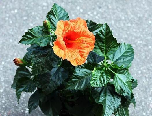 扶桑花家庭养法有哪些技巧?如何确保扶桑花茁壮成长? 扶桑花家庭养法有哪些技巧?如何确保扶桑花茁壮成长?