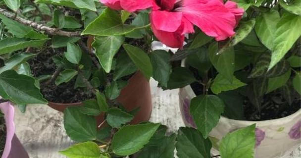 扶桑花家庭养法有哪些技巧?如何确保扶桑花茁壮成长? 扶桑花家庭养法有哪些技巧?如何确保扶桑花茁壮成长?