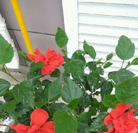 扶桑花家庭养法有哪些技巧?如何确保扶桑花茁壮成长? 扶桑花家庭养法有哪些技巧?如何确保扶桑花茁壮成长?