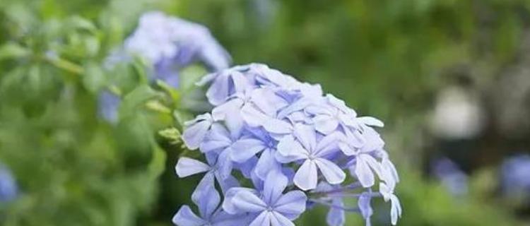 蓝花丹的花语与含义（解读蓝花丹的传情之花）