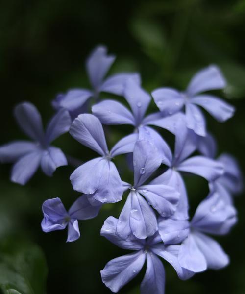 蓝花丹的花语与含义（解读蓝花丹的传情之花）