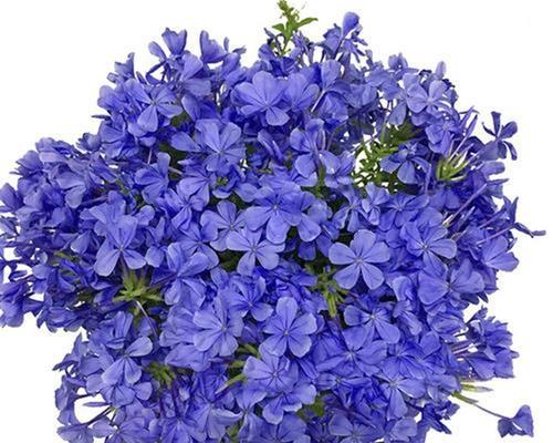 蓝花丹的花语与含义（解读蓝花丹的传情之花）