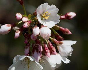 樱花什么时候开始长花苞？如何判断花期？
